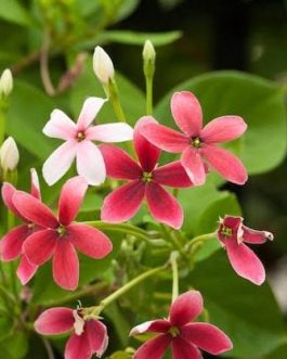 Dwarf Rangoon creeper/ Dwarf Burma creeper (single plant)