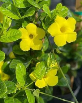 Yellow Mandevilla Plant (single plant)