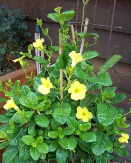 Yellow Mandevilla Plant (single plant)