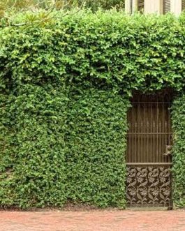 Creeping fig ivy plant /Ficus pumila (plant clump)