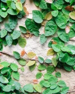 Creeping fig ivy plant /Ficus pumila (plant clump)