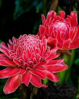 Sunset red torch ginger (single plant)