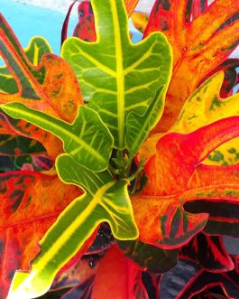 Red arrow head croton (single plant)