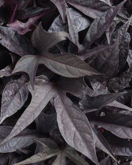 Purple Sweet Potato Vine /Ipomoea batatas (single plant)