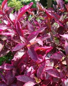 Alternanthera Red Hots/Alternanthera dentata Brazilian Red Hots (single plant)