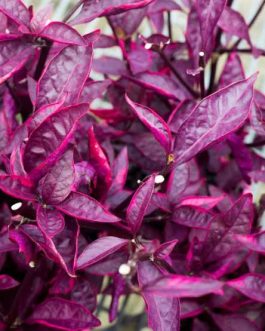 Alternanthera Red Hots/Alternanthera dentata Brazilian Red Hots (single plant)