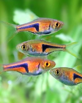 Espei rasbora ( 8 pcs)