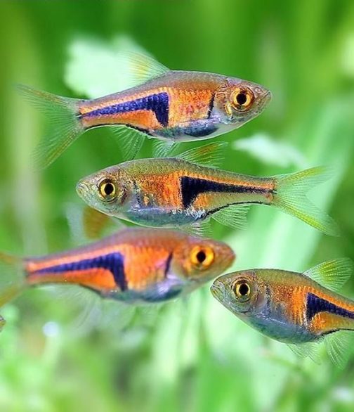 Espei rasbora ( 8 pcs) - Image 2