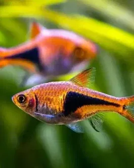 Harlequin Rasbora ( 6 pcs)