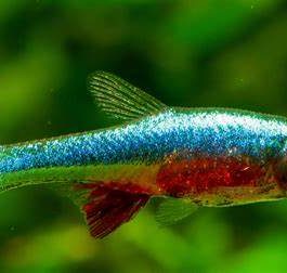 Axelrodi Rasbora ( 4 pcs)