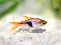 Espei rasbora ( 8 pcs)