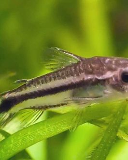 Pygmy corydora ( 6 pcs)