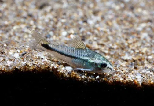 Pygmy corydora ( 6 pcs) - Image 4