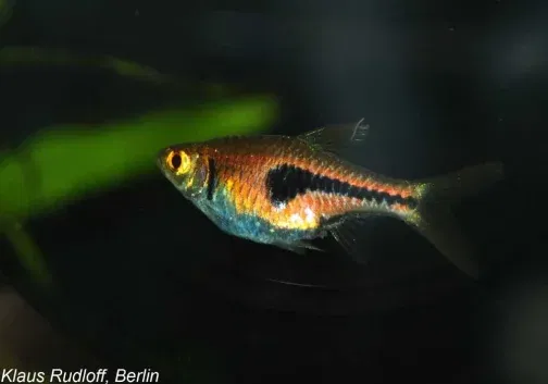 Espei rasbora ( 8 pcs) - Image 3