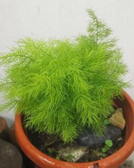 Asparagus Ming Fern (plant clump)