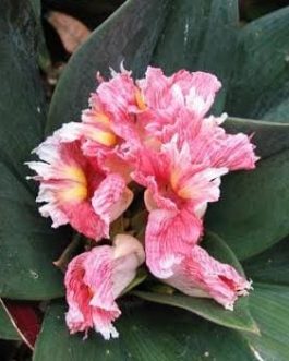 Oxblood Ginger/ Costus Erythrophyllus Rubra (single plant)