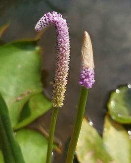 Lizard tail pond plant ( 5 plants)