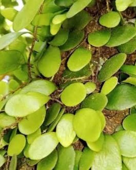 Dragon scale fern (on hangable large coconut husk)