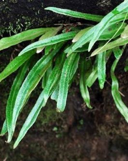 Tongue Fern/ Pyrrosia lingua (on hangable natural dried husk)