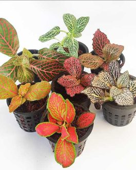 Fittonia/ nerve plant ( 20 different varieties)