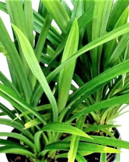 Ramba/ Biryani leaves/  Basmati leaves/Pandanus amaryllifolius (single plant)