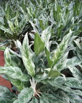 Aglaonema Grey Hound (single large plant)