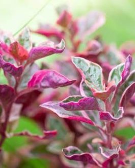 Alternanthera Calico Pink (single plant)