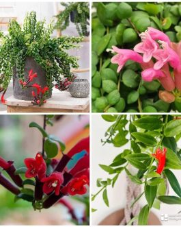 Hangable Lipstick plant combo (8 plants)