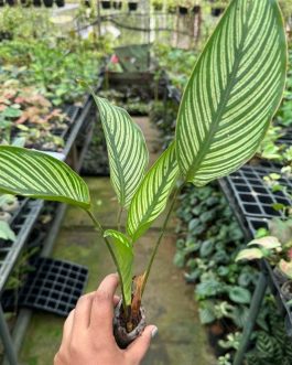 Calathea combo (7 plant varieties)