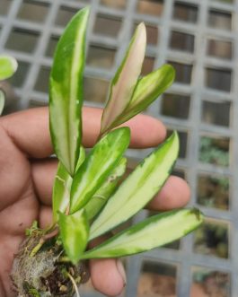 Variegated hoya combo (5 different plants)