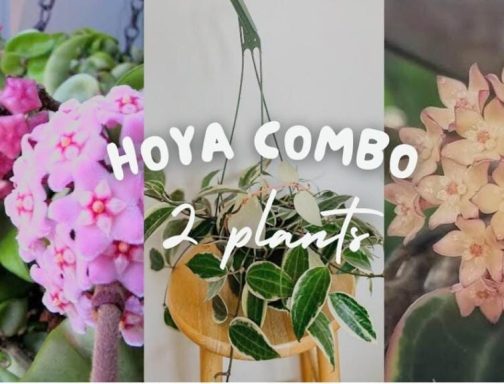 Azalea &exotic hoya combo (4 plants in total)