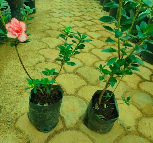 Azalea &exotic hoya combo (4 plants in total) - Image 3