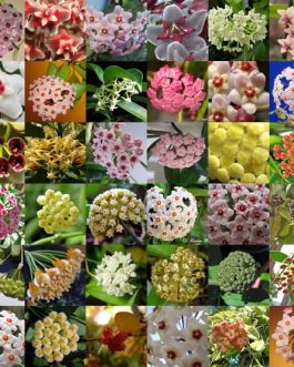 Hoya combo (10 plant varieties)