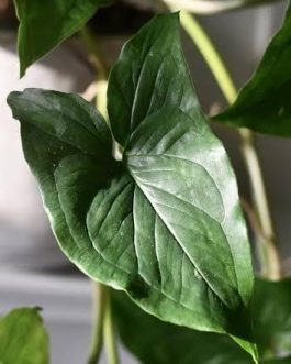 Syngonium Green Arrow (single large plant)