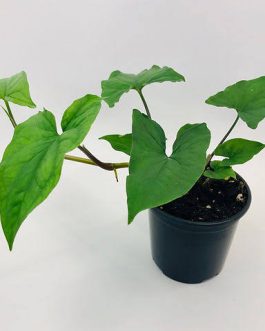 Syngonium Green Arrow (single large plant)