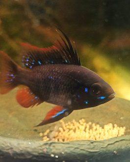 Dark German blue ram ( 3 pcs)