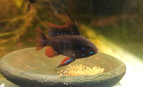 Dark German blue ram ( 3 pcs) - Image 2