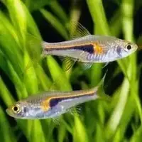 Hengeli rasbora  ( 8 pcs)