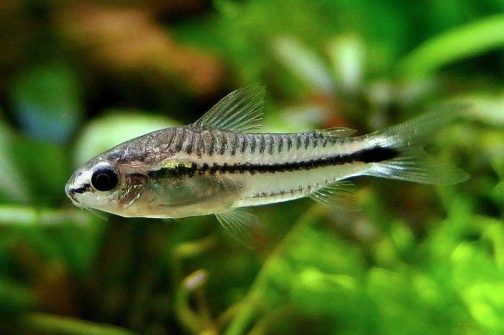 Pygmy corydora ( 6 pcs) - Image 3