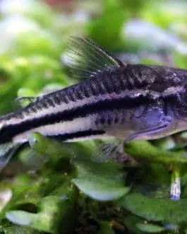 Pygmy corydora ( 6 pcs)