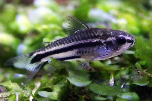 Pygmy corydora ( 6 pcs) - Image 2