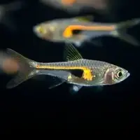 Hengeli rasbora  ( 8 pcs)