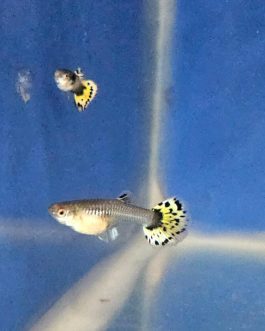 Yellow Cobra Guppy fantail ( pair)