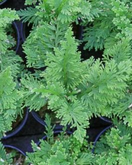 Peacock Fern / Selaginella Willdenowii (plant clump)