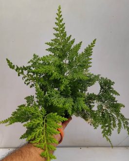 Peacock Fern / Selaginella Willdenowii (plant clump)