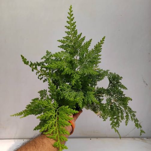 Peacock Fern / Selaginella Willdenowii (plant clump)