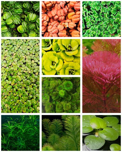 Floating pond plants combo ( 10 varieties)