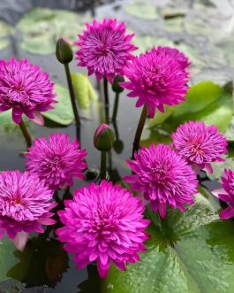 Tropical waterlily flower plant (365 days bloomer)