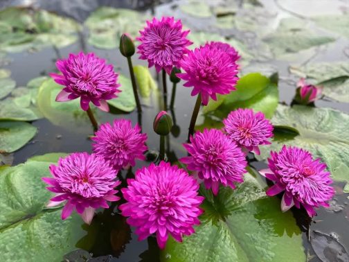 Tropical waterlily flower plant (365 days bloomer)