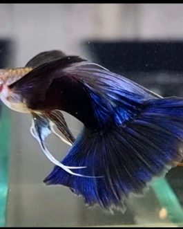 HB Blue C Fin Ribbon guppy pair